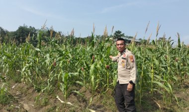 Cek Lahan Ketahanan Pangan, Komitmen Nyata Polsek Kampar Kiri Jaga Ketahanan Pangan Masyarakat