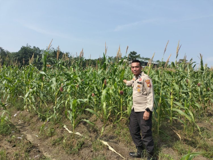 Cek Lahan Ketahanan Pangan, Komitmen Nyata Polsek Kampar Kiri Jaga Ketahanan Pangan Masyarakat